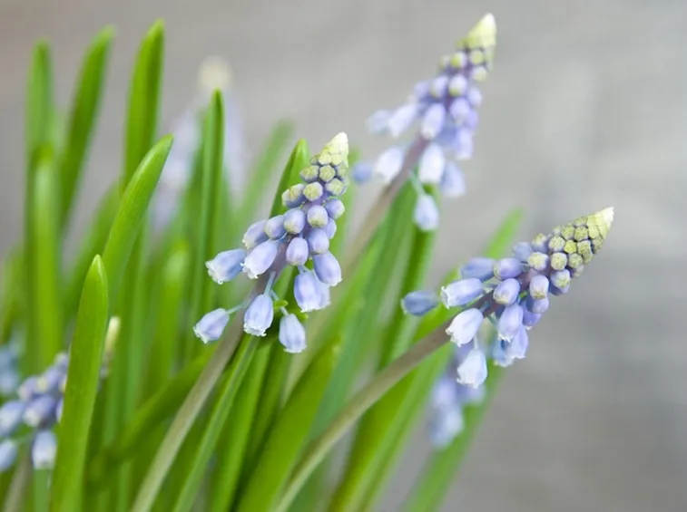 muscari  