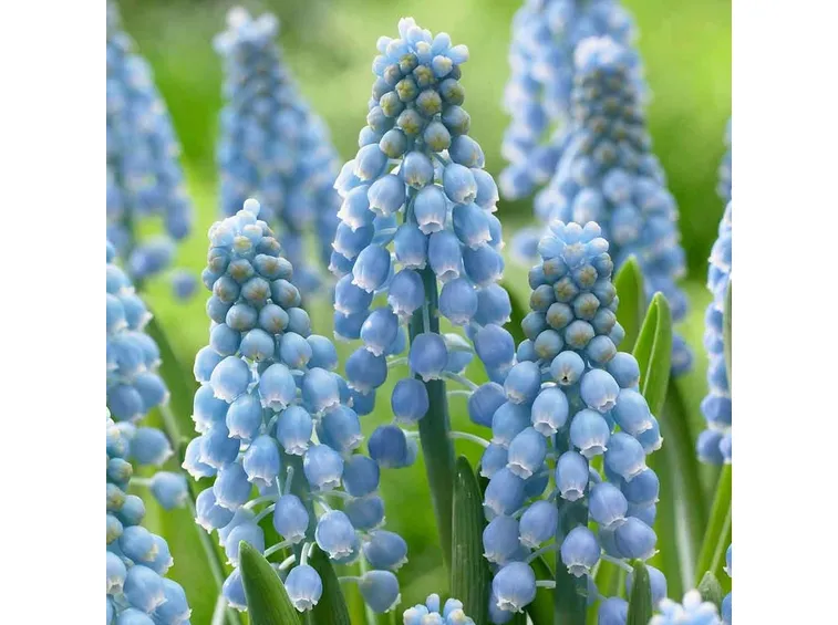 muscari  