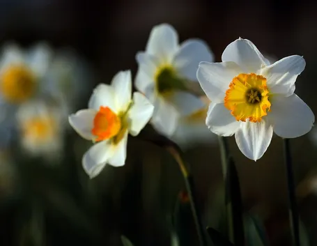 Narciso  
