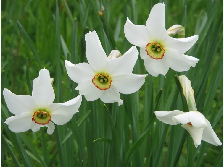 narcissus 