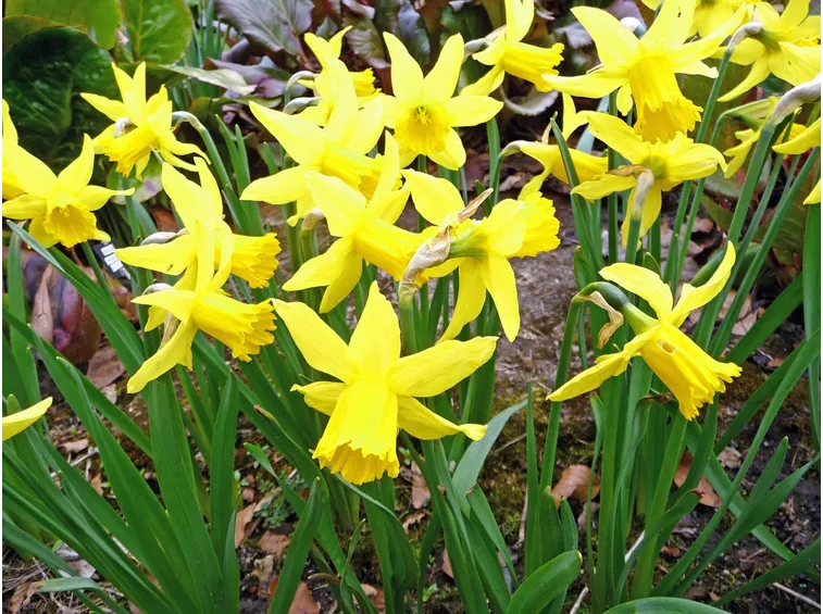 narcissus february gold