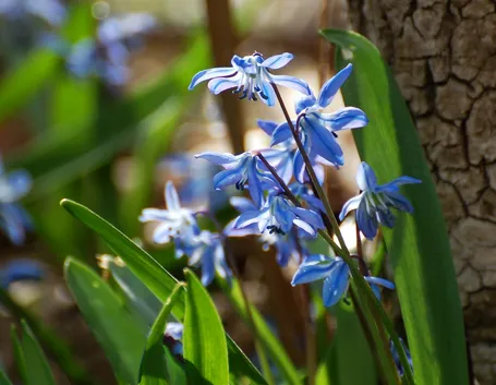 Scilla  