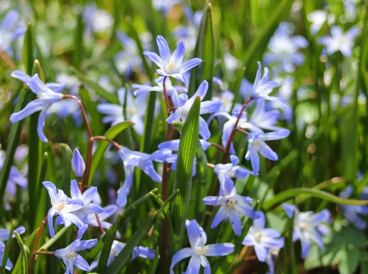 Scilla  