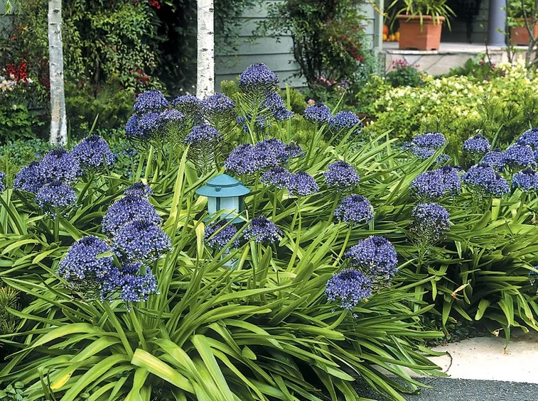 Scilla  peruviana