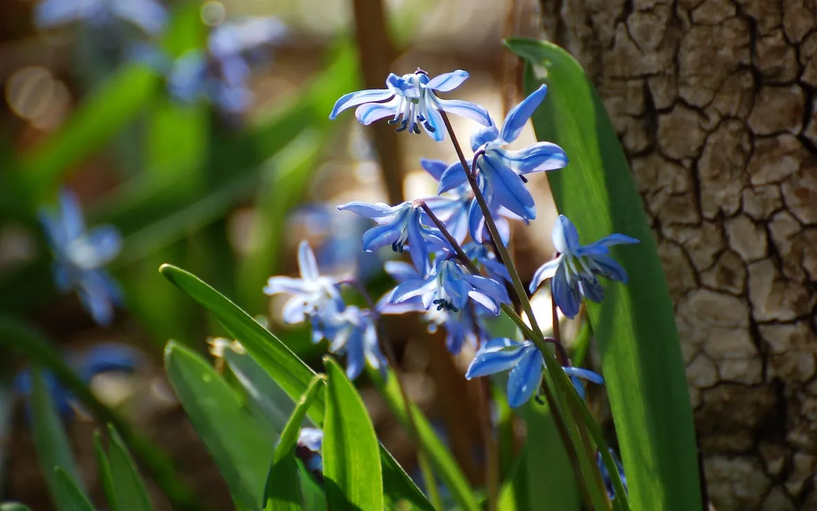 Scilla  