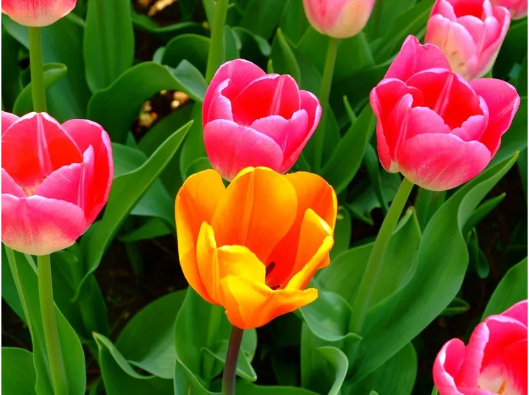 Tulipano