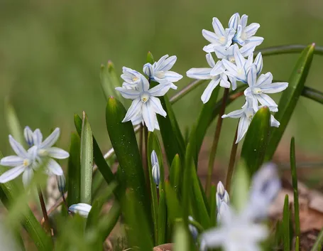 puschkinia scilloides
