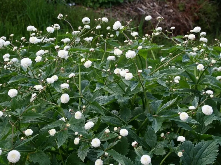 Ranunculus aconitifolius