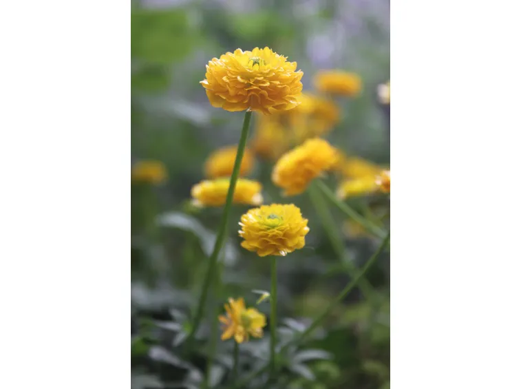 Ranununculus montanus