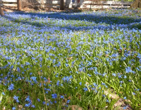 Scilla siberiana