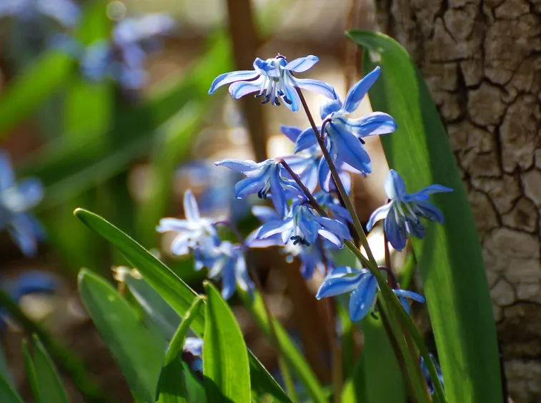 scilla fiore