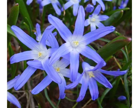 chionodoxa