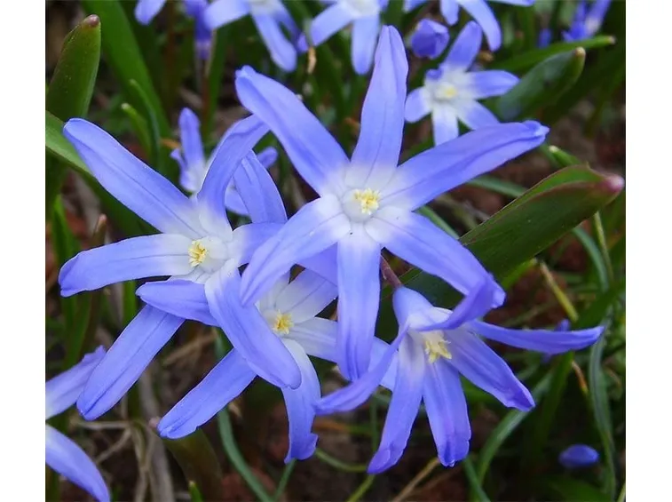 chionodoxa