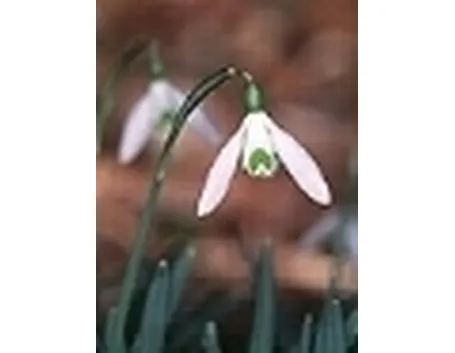 Bulbi fioritura primaverile 