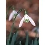 Bulbi fioritura primaverile 