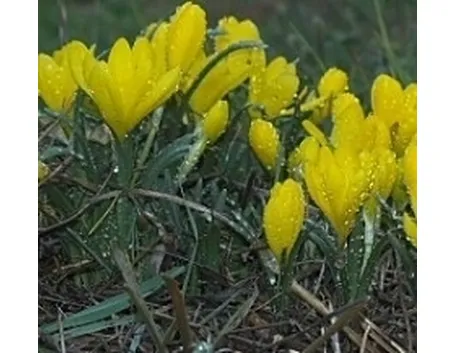 sternbergia lutea