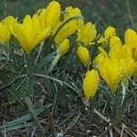 sternbergia lutea