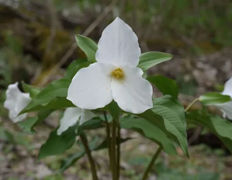 trillium grandiflorum