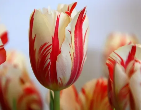 tulipano