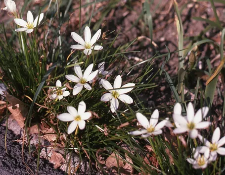 Zephyranthes 