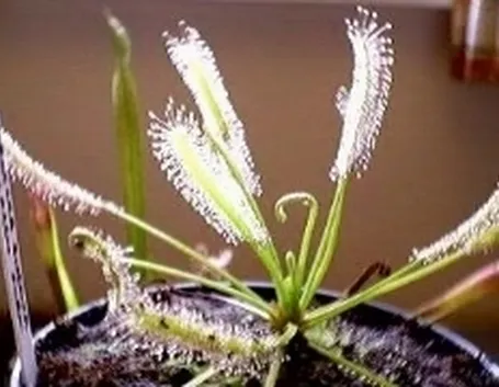 pianta carnivora