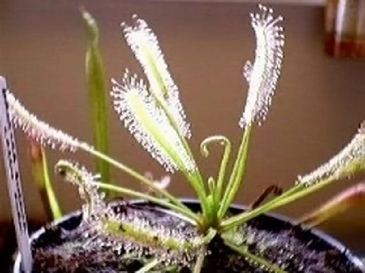 pianta carnivora