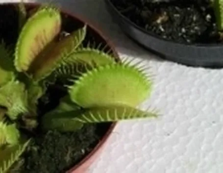 pianta carnivora