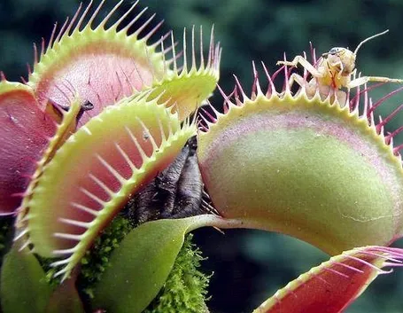 pianta carnivora