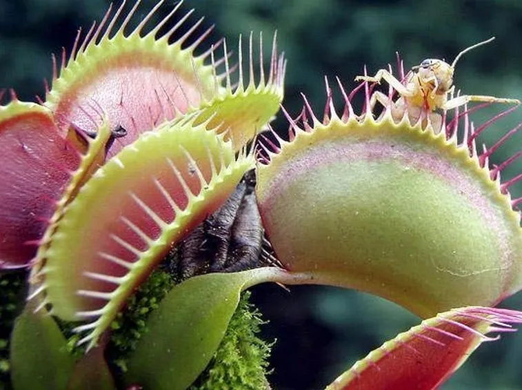 pianta carnivora
