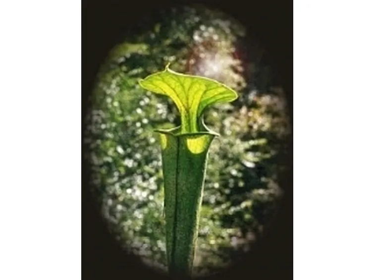 Sarracenia