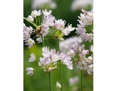 fiori d'aglio