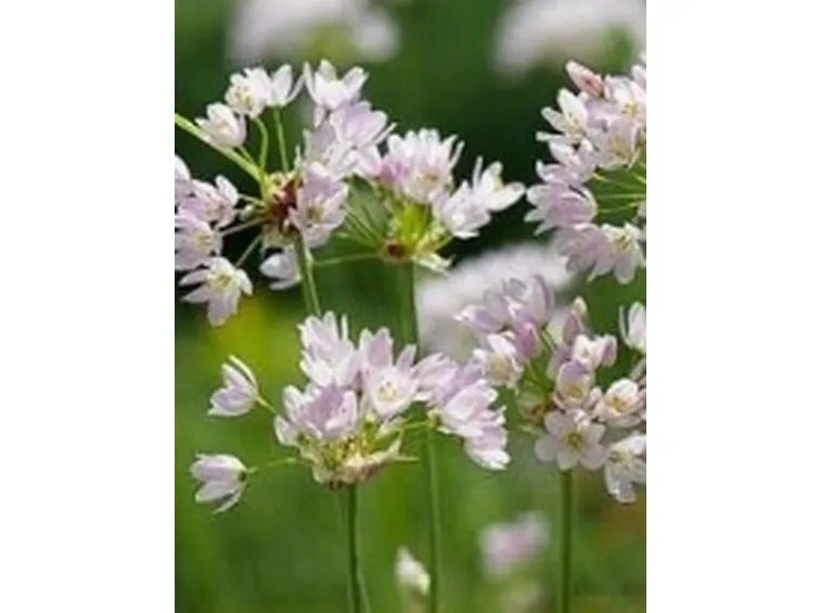 fiori d'aglio