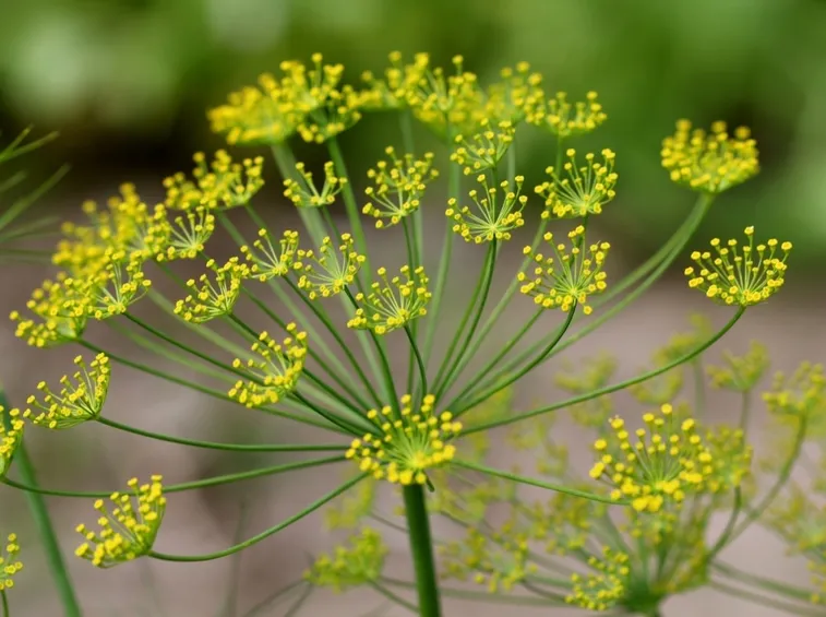 fiore aneto