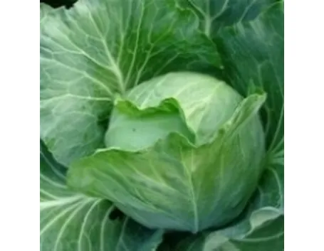 cavolo cappuccio