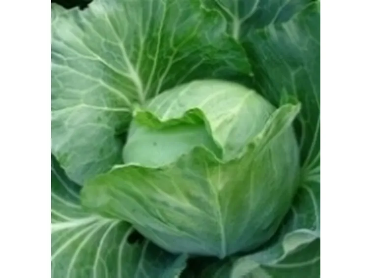 cavolo cappuccio