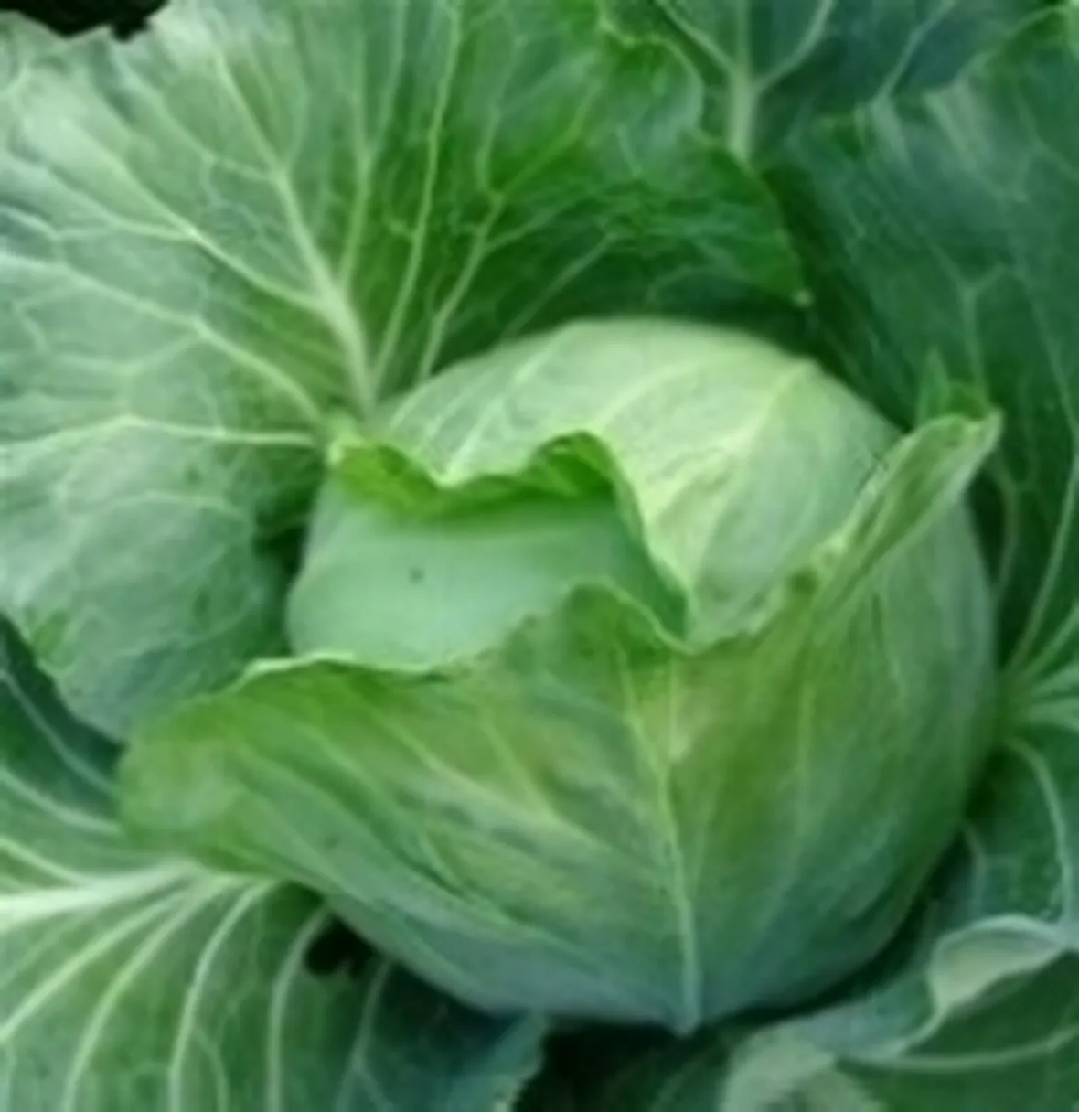 cavolo cappuccio