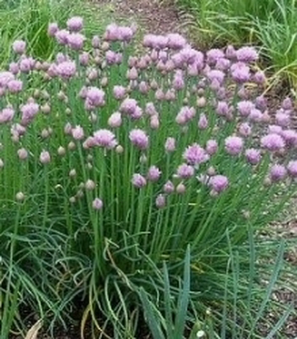 erba cipollina