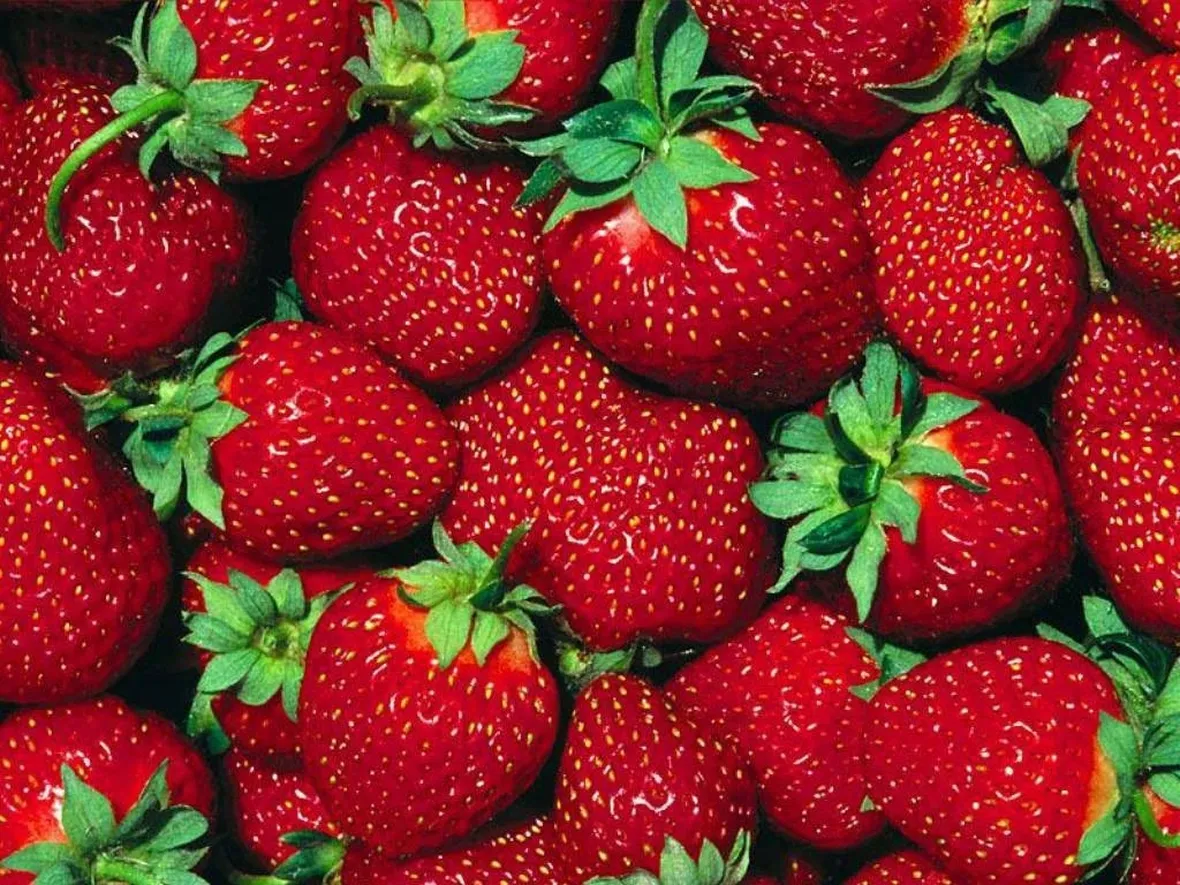 fragola