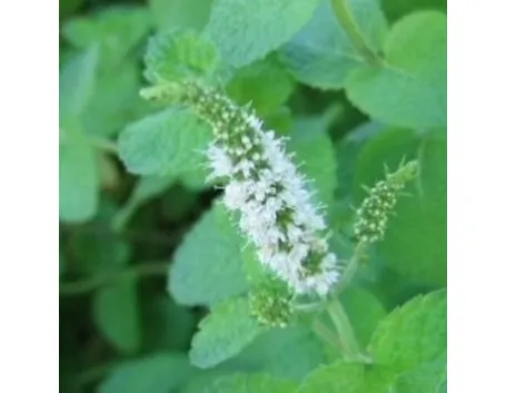 menta