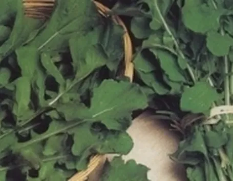 rucola
