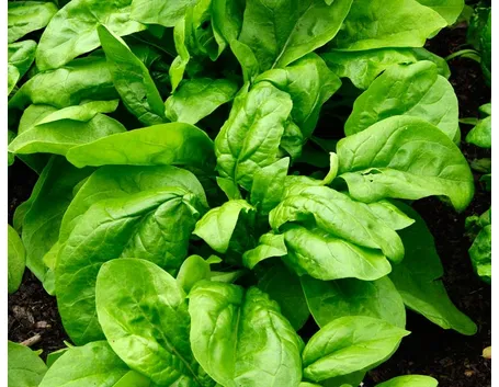 spinaci