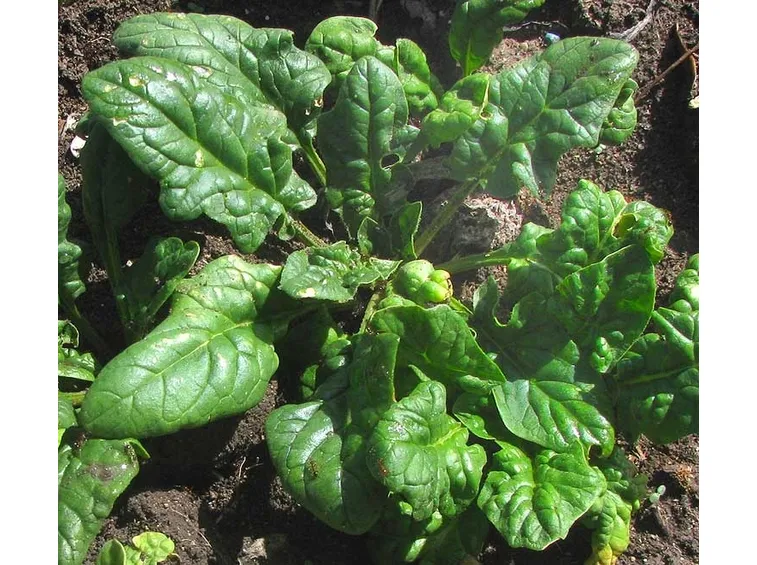 spinaci