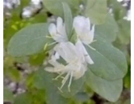 fiori di bach