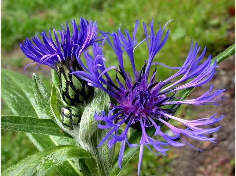 caentaurea montana