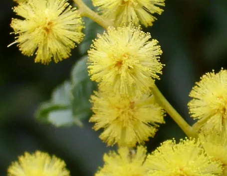 mimosa