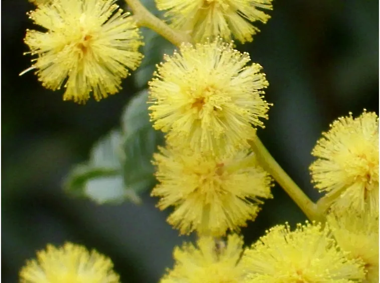 mimosa