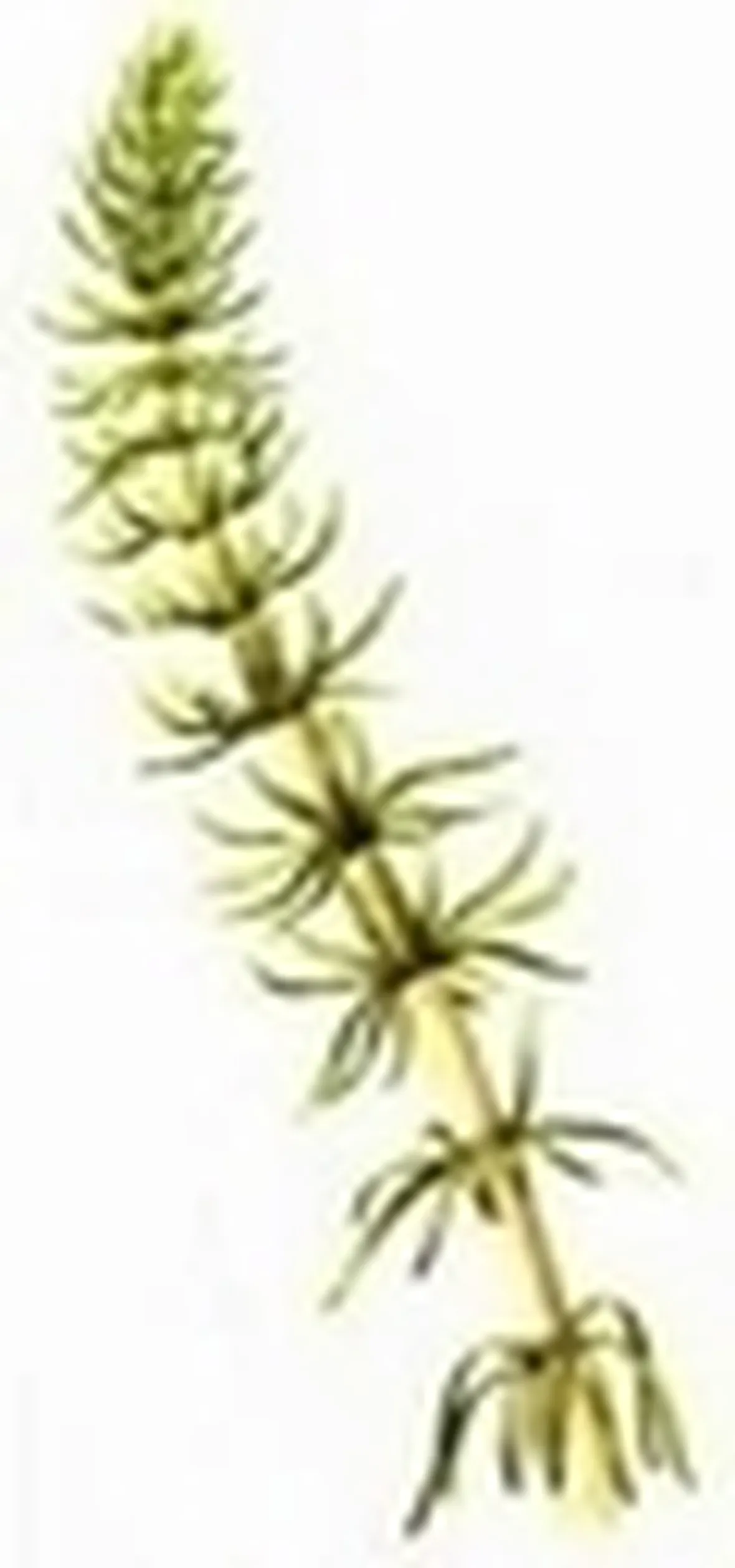 acetosa