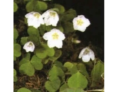 acetosella