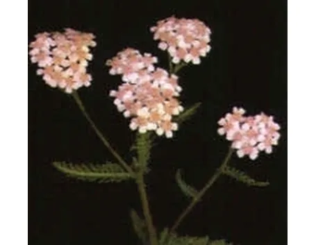 achillea