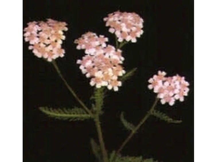achillea